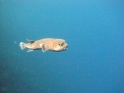 Weißfleck Kugelfisch 2
